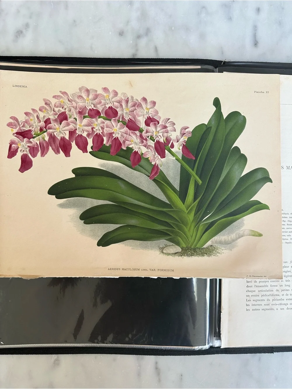 1885 Lindenia orchid Aerides maculosum var